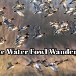 Hunting-Magazine-Quiz—The-Water-Fowl-Wanderer