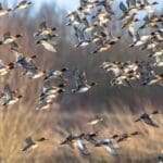 Hunting-Quiz—What-Should-You-Be-Hunting—Duck-Hunter—Hunting-Magazine