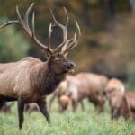 Hunting Quiz – What Should You Be Hunting? Elk Hunter – Hunting Magazine