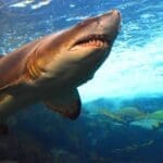 Hunting-Quiz—What-Should-You-Be-Hunting—Shark-Hunter—Hunting-Magazine