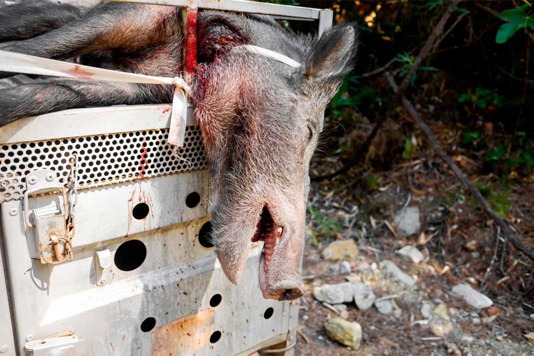 Harvested Wild Pig Wild Hog From California Pig Hunting - Hunting Magazine
