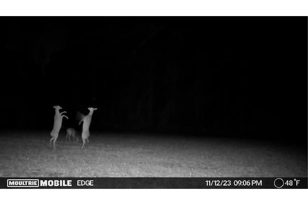 Whitetail Deer Does Fighting on Trail Camera - Hunting Magazine