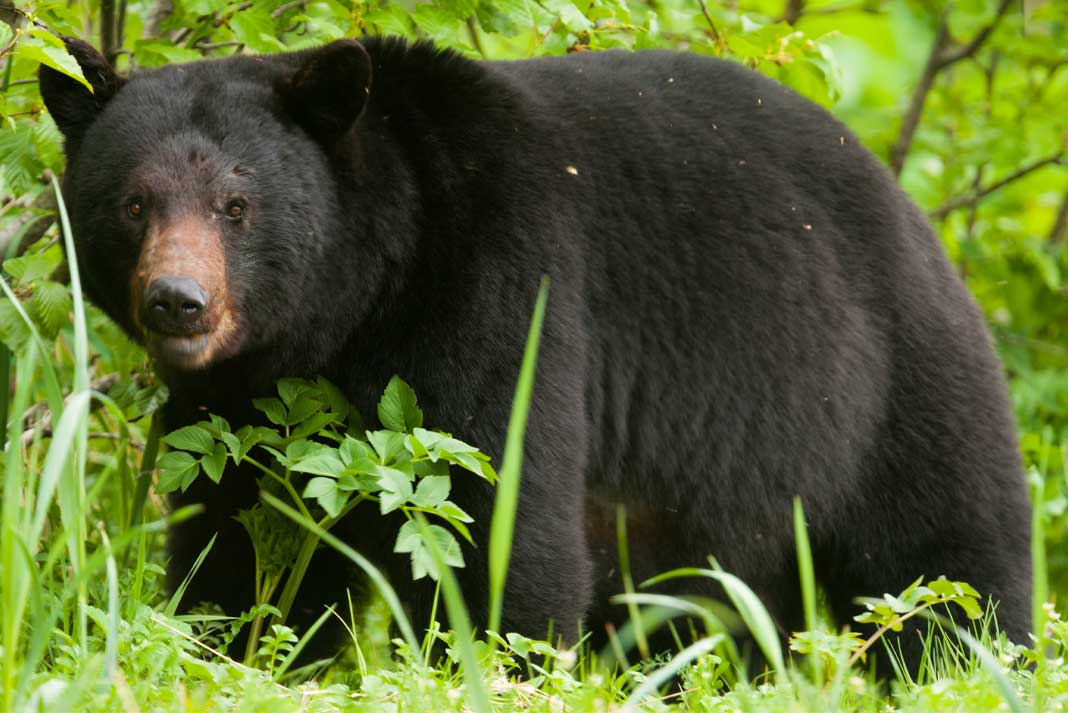 Can I Bear Hunt in NJ Your Hunting Questions Answered Hunting Magazine