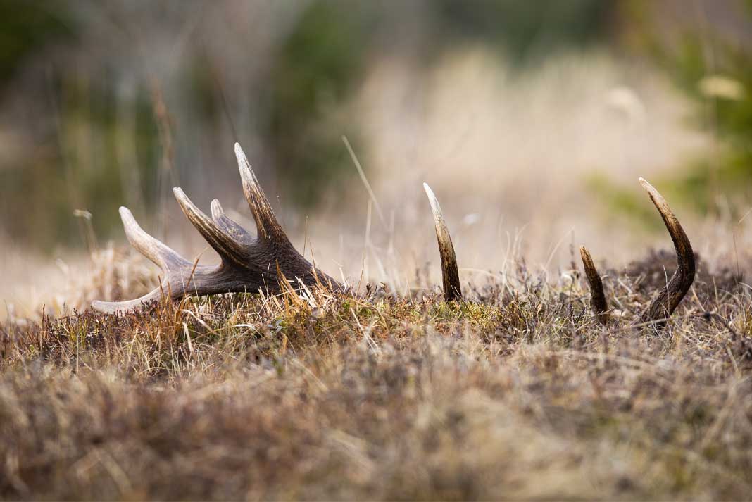 Deer and Elk Shed Antler Hunting - Hunting Magazine