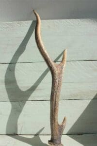 Hunting for Shed Deer Antlers - Hunting Magazine