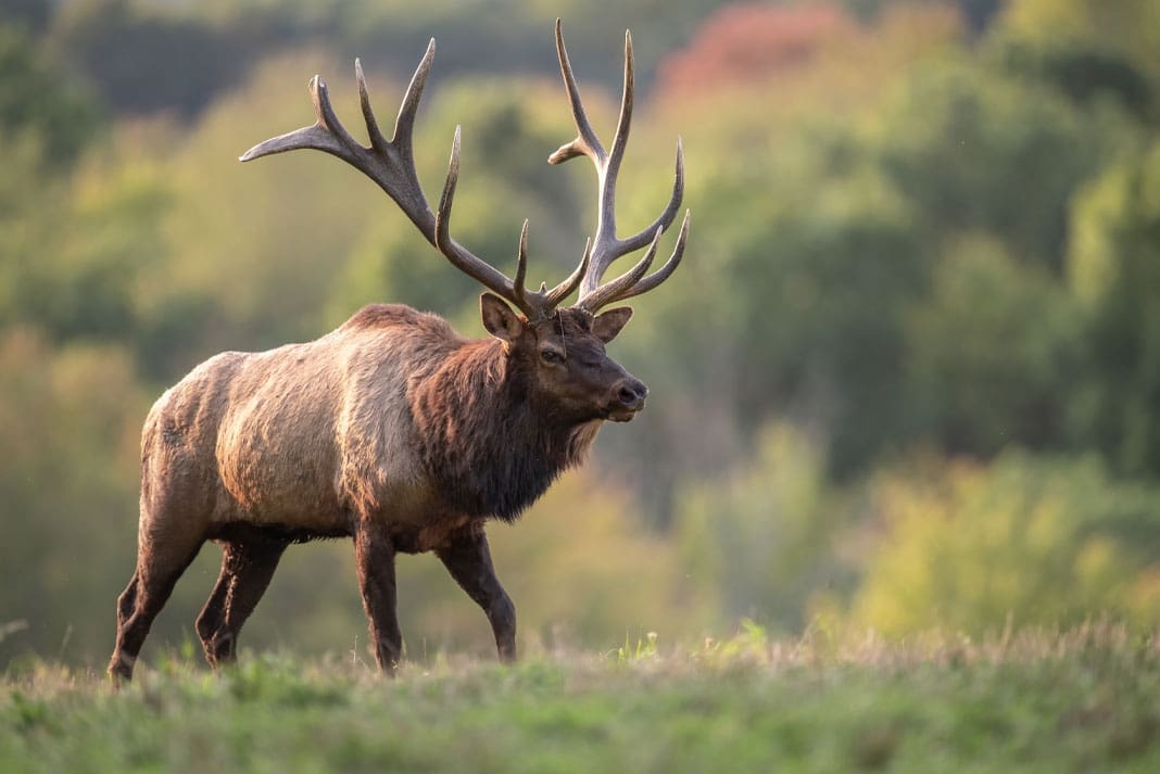 To Limit or Not To Limit - Colorado Grapples With Elk Hunting License Decisions - Hunting Magazine