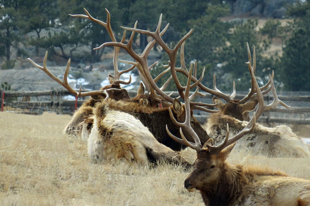A Tangle of Antlers of Elk in Lyons, Colorado - Hunting Magazine