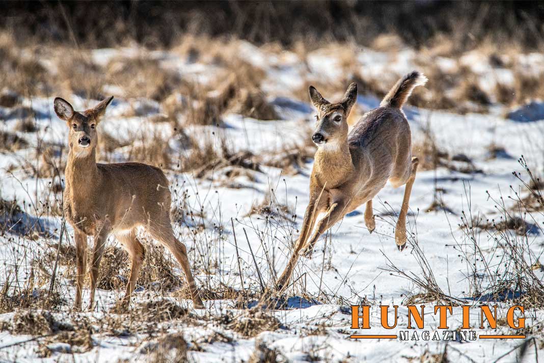 Minnesota's Deer Harvest Dips 8%: Unraveling the Mystery Behind the