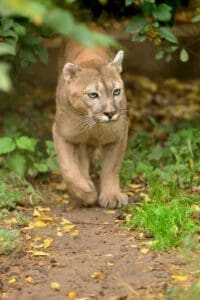A Mountain Lion Prowls Through the Woods