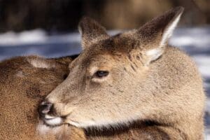 Does EHD Kill-Deer - Hunting Magazine