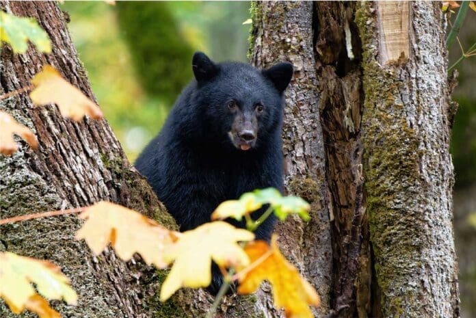 Unbelievable-Tragedy---Bear-Falls-from-Tree,-Killing-Virginia-Man! Unbelievable Tragedy: Bear Falls from Tree, Killing Virginia Man!