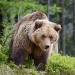 Big brown bear in the forest