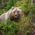 Bear in yellow forest. Autumn trees with bear, Ursus arctos, fall colours