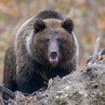 Close-up brown bear in autumn forest. Danger animal in nature habitat. Big mammal. Wildlife scene