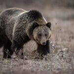 grizzly bear in grand teton national park Stalking