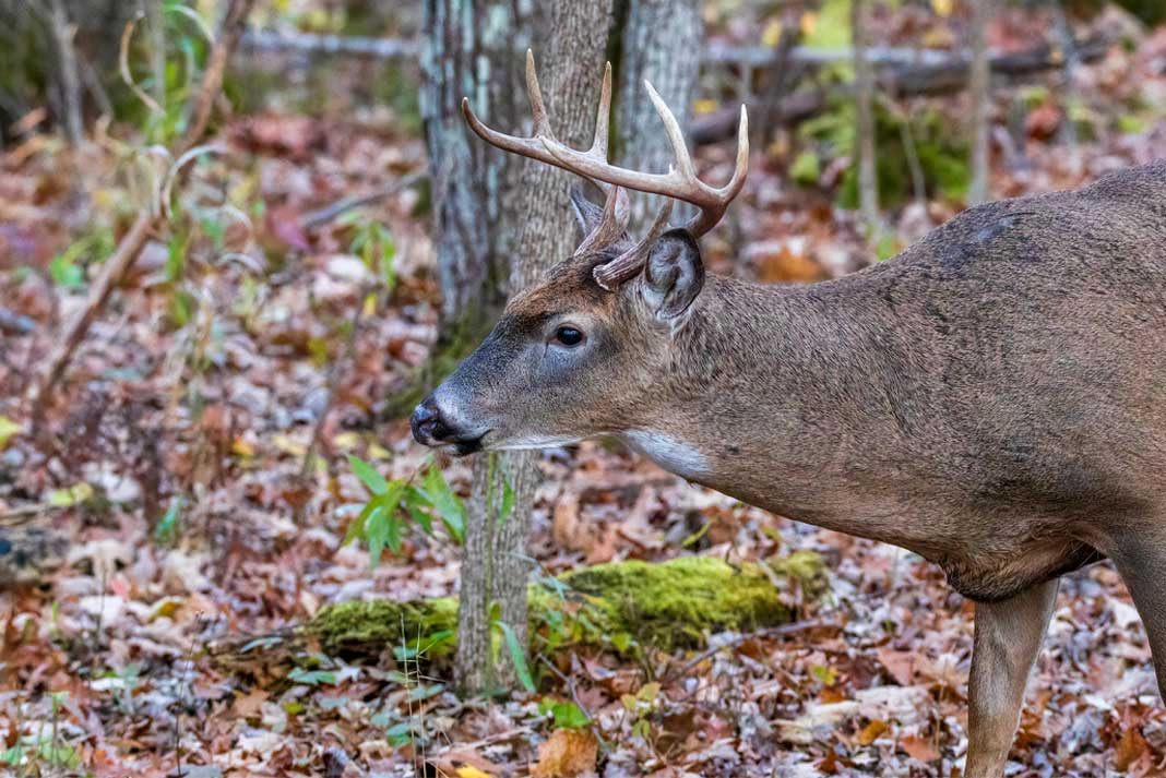 Best Times and Locations for Shed Hunting