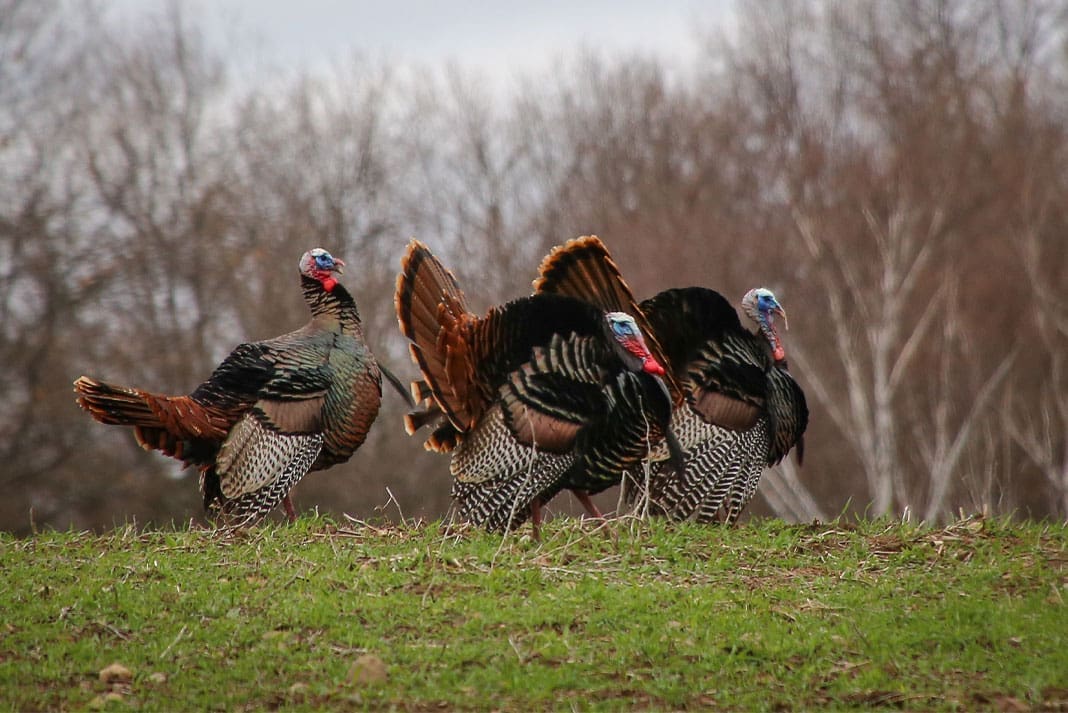 Perfecting Your Shot Choosing the Right Choke for Turkey Hunting Perfecting Your Shot Choosing the Right Choke for Turkey Hunting