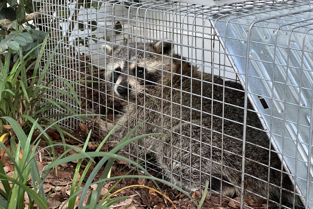 Understanding How Live Traps Work A Guide for Outdoorsmen Understanding How Live Traps Work A Guide for Outdoorsmen