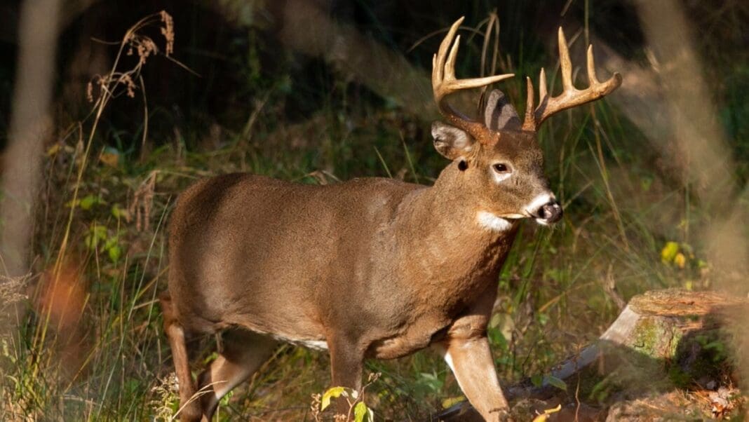 Thousands of Deer Harvested During Ohio's Gun Hunting Weekend
