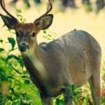 White-tail-Deer_Aaron-Bowens1.jpg