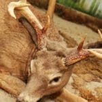 White-tail-Deer-Harvested-1-HuntingMagazine