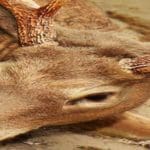 White-tail Deer Harvested