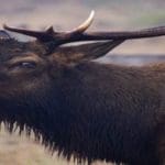 Bull Elk