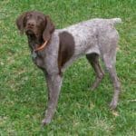 german-shorthair-pointer-11.jpg