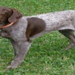 Hunting Dog