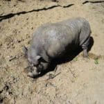 wild-boar-12.jpg
