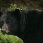 Black Bear Hunting