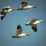 Snow-Goose-Flying-1-300×1961.jpg