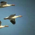 Snow Goose Flying Slide