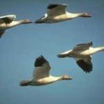 Snow Goose Flying