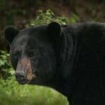 black-bear-11.jpg