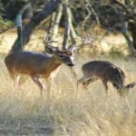 Deer Hunting – huntingmagazine.net