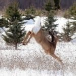 graceful_deer-300×2531.jpg