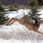 graceful_deer1.jpg