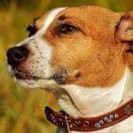 Are Jack Russell Terriers Hunting Dogs?