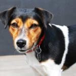 Jack Russell Terrier – HuntingMagazine.net