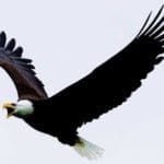 Bald-Eagle_Steve-Hildebrand-USFWS