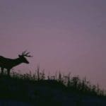 White-tailed Deer