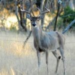 Hunting Magazine