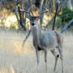 Hunting Magazine