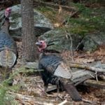 Wild Turkeys