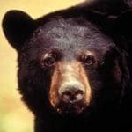 American Black Bear
