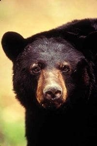 American Black Bear - Photo Courtesy of U.S. Fish and Wildlife Service