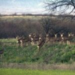 Arizona Deer