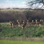 Arizona Deer
