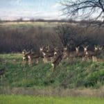 Arizona-Deer-300×2401.jpg